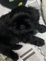 Candy, a female Shih Tzu for sale in Victoria, TX – 1 of 4