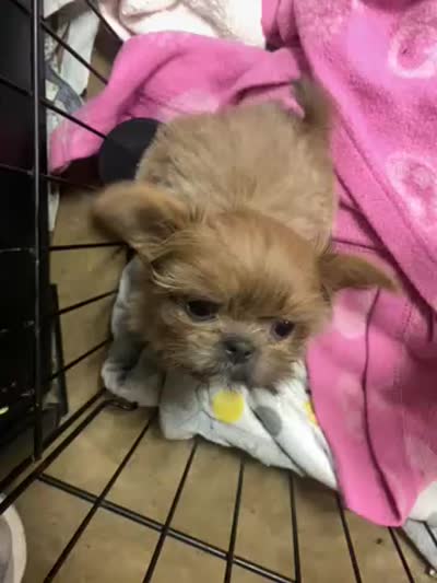 Lilly, a female Shih Tzu for sale in Victoria, TX – 10 of 10