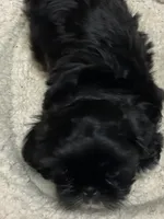 Candy, a female Shih Tzu for sale in Victoria, TX – 3 of 4