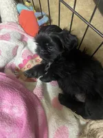  Broc, a male Shih Tzu for sale in Victoria, TX – 3 of 5