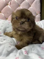 Ruby rea , a female Shih Tzu for sale in Victoria, TX – 2 of 9