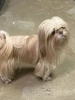 Lilly, a female Shih Tzu for sale in Victoria, TX – 7 of 10