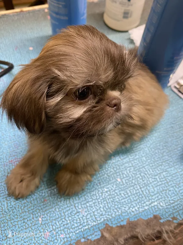 Flower – Shih Tzu puppy for sale in Victoria, TX
