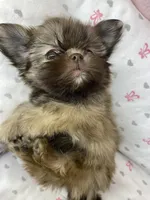Flower, a female Shih Tzu for sale in Victoria, TX – 3 of 8