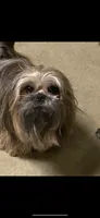 Lilly, a female Shih Tzu for sale in Victoria, TX – 8 of 10