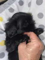  Broc, a male Shih Tzu for sale in Victoria, TX – 2 of 9