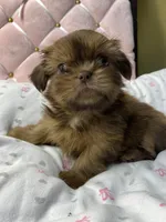 Ruby rea , a female Shih Tzu for sale in Victoria, TX – 9 of 9