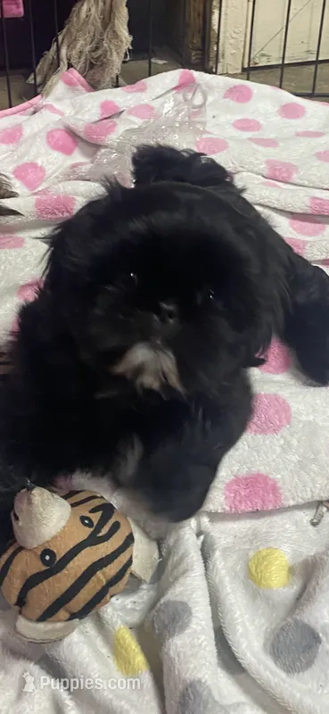Sugar  – Shih Tzu puppy for sale in Victoria, TX
