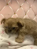 Lilly, a female Shih Tzu for sale in Victoria, TX – 3 of 10