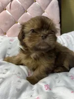 Ruby rea , a female Shih Tzu for sale in Victoria, TX – 8 of 9