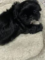 Sugar , a female Shih Tzu for sale in Victoria, TX – 4 of 7