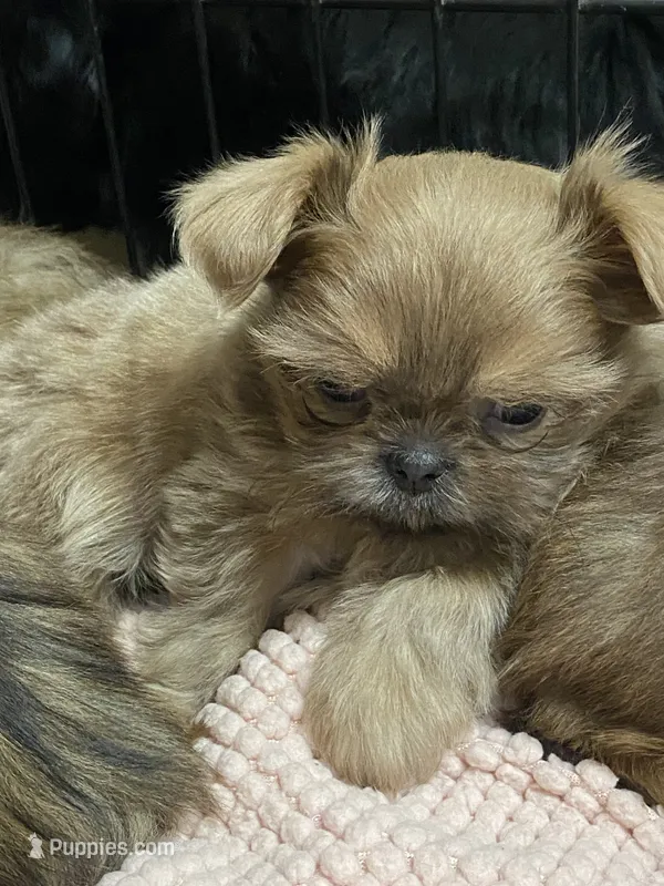 Lilly – Shih Tzu puppy for sale in Victoria, TX