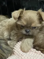 Lilly, a female Shih Tzu for sale in Victoria, TX – 1 of 10
