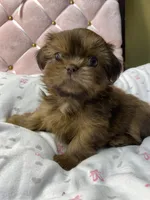 Ruby rea , a female Shih Tzu for sale in Victoria, TX – 4 of 9