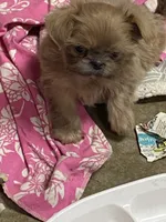 Lilly, a female Shih Tzu for sale in Victoria, TX – 6 of 10