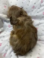 Ruby rea , a female Shih Tzu for sale in Victoria, TX – 6 of 9