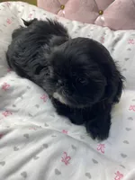 Sugar , a female Shih Tzu for sale in Victoria, TX – 6 of 7
