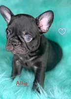 Allie, a female French Bulldog for sale in Citronelle, AL – 3 of 10