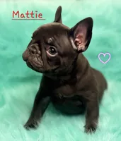 Mattie, a female French Bulldog for sale in Citronelle, AL – 3 of 5