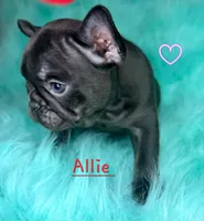 Allie, a female French Bulldog for sale in Citronelle, AL – 8 of 10