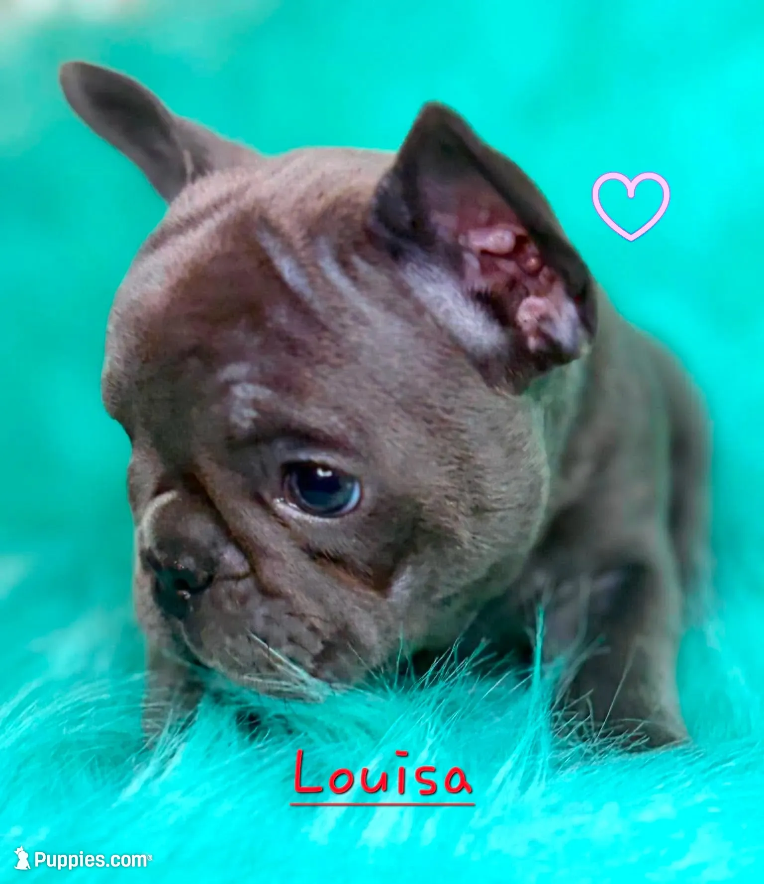 Louisa, a female French Bulldog for sale in Citronelle, AL – 5 of 10