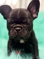 Doc, a male French Bulldog for sale in Citronelle, AL – 10 of 10