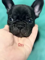 Doc, a male French Bulldog for sale in Citronelle, AL – 6 of 10