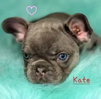 Kate, a female French Bulldog for sale in Citronelle, AL – 9 of 10