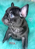 Allie, a female French Bulldog for sale in Citronelle, AL – 4 of 10