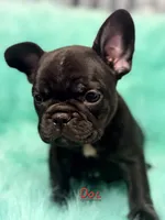 Doc, a male French Bulldog for sale in Citronelle, AL – 7 of 10