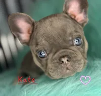 Kate, a female French Bulldog for sale in Citronelle, AL – 4 of 10