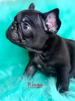 Ringo, a male French Bulldog for sale in Citronelle, AL – 7 of 9