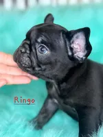 Ringo, a male French Bulldog for sale in Citronelle, AL – 8 of 9