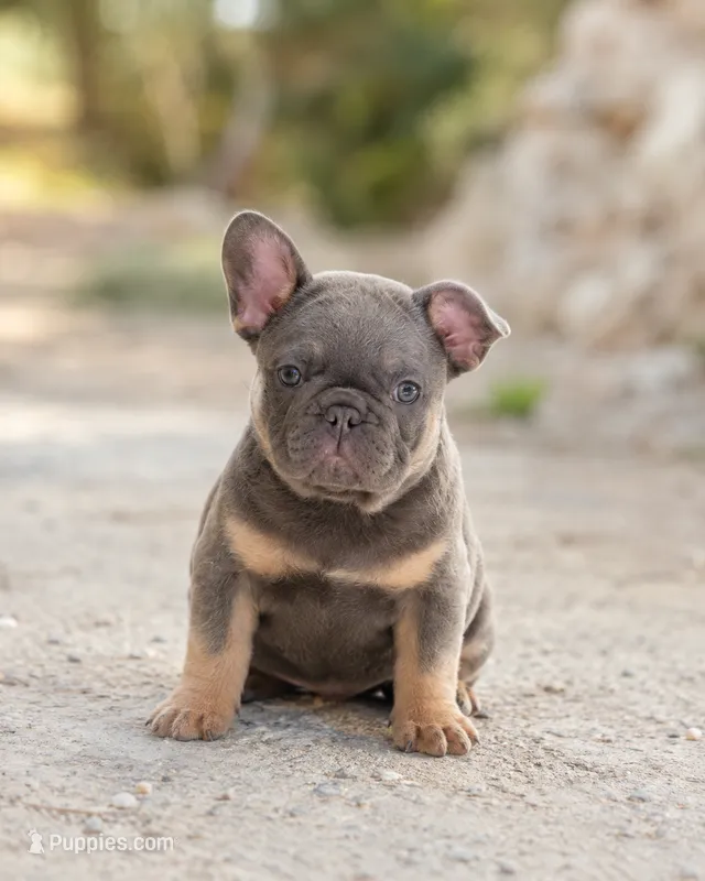 Ike – French Bulldog puppy for sale in Citronelle, AL