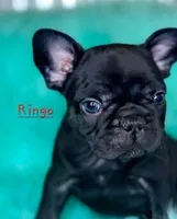 Ringo, a male French Bulldog for sale in Citronelle, AL – 5 of 9