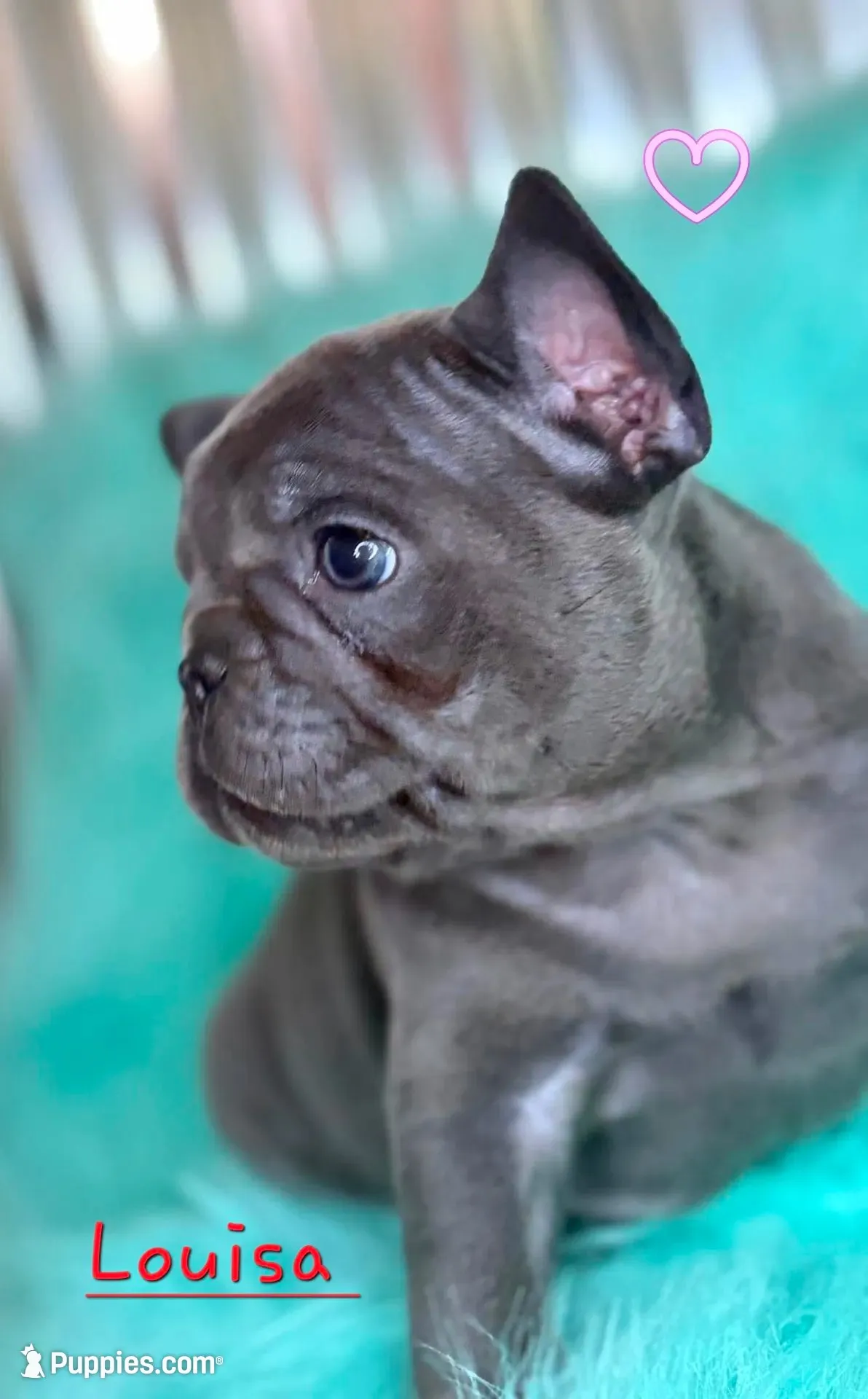 Louisa, a female French Bulldog for sale in Citronelle, AL – 3 of 10