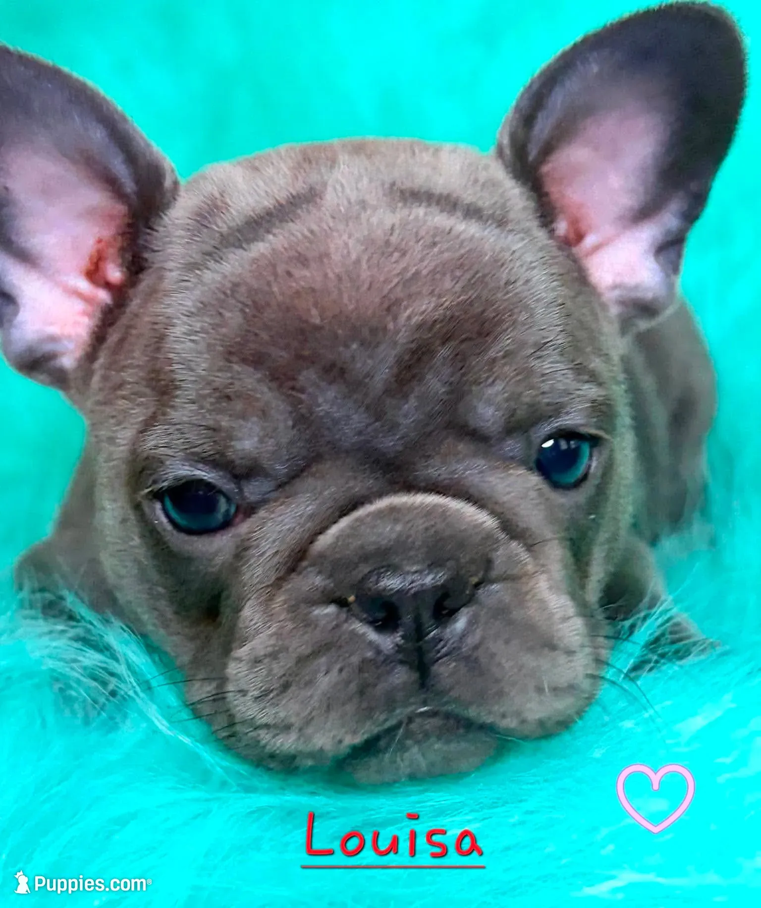 Louisa, a female French Bulldog for sale in Citronelle, AL – 6 of 10