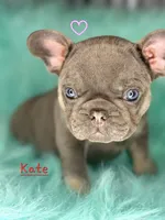 Kate, a female French Bulldog for sale in Citronelle, AL – 8 of 10