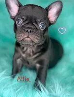 Allie, a female French Bulldog for sale in Citronelle, AL – 5 of 10