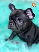 Ringo, a male French Bulldog for sale in Citronelle, AL – 6 of 9