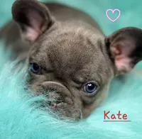 Kate, a female French Bulldog for sale in Citronelle, AL – 5 of 10