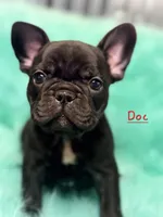 Doc, a male French Bulldog for sale in Citronelle, AL – 4 of 10