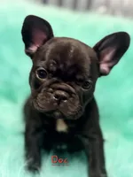 Doc, a male French Bulldog for sale in Citronelle, AL – 3 of 10