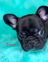 Ringo, a male French Bulldog for sale in Citronelle, AL – 1 of 9