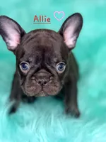 Allie, a female French Bulldog for sale in Citronelle, AL – 9 of 10