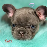 Kate, a female French Bulldog for sale in Citronelle, AL – 3 of 10