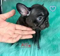 Allie, a female French Bulldog for sale in Citronelle, AL – 6 of 10