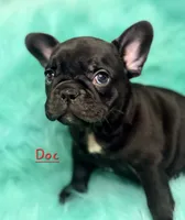 Doc, a male French Bulldog for sale in Citronelle, AL – 9 of 10