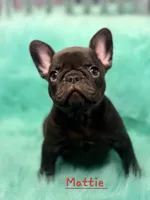 Mattie, a female French Bulldog for sale in Citronelle, AL – 4 of 5