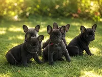 Allie, a female French Bulldog for sale in Citronelle, AL – 10 of 10